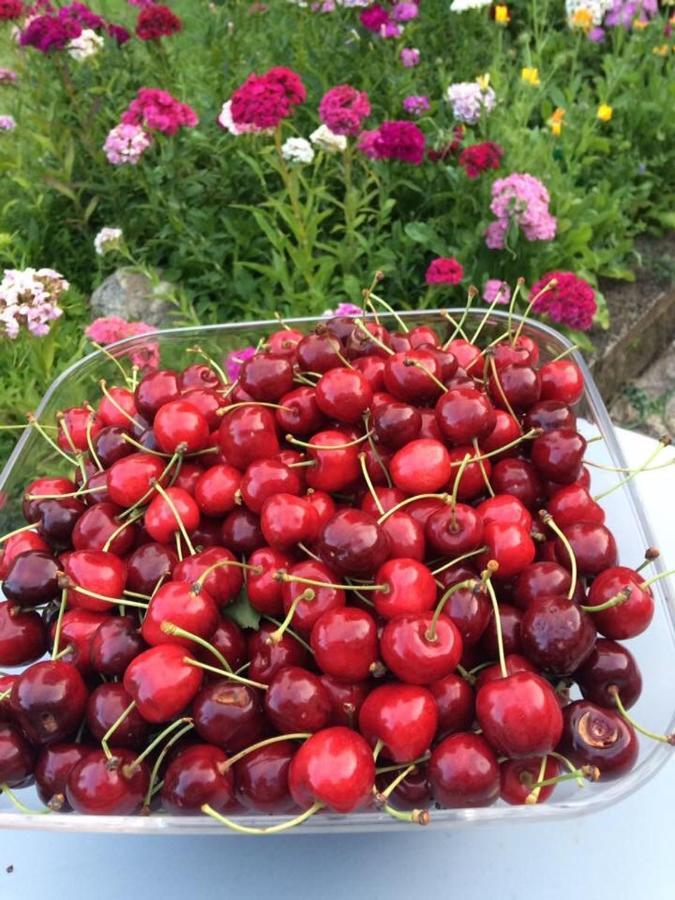 Entre Canal Et Vignes Bed & Breakfast Escolives-Sainte-Camille Bagian luar foto