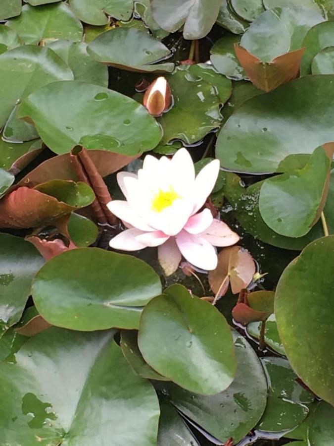Entre Canal Et Vignes Bed & Breakfast Escolives-Sainte-Camille Bagian luar foto
